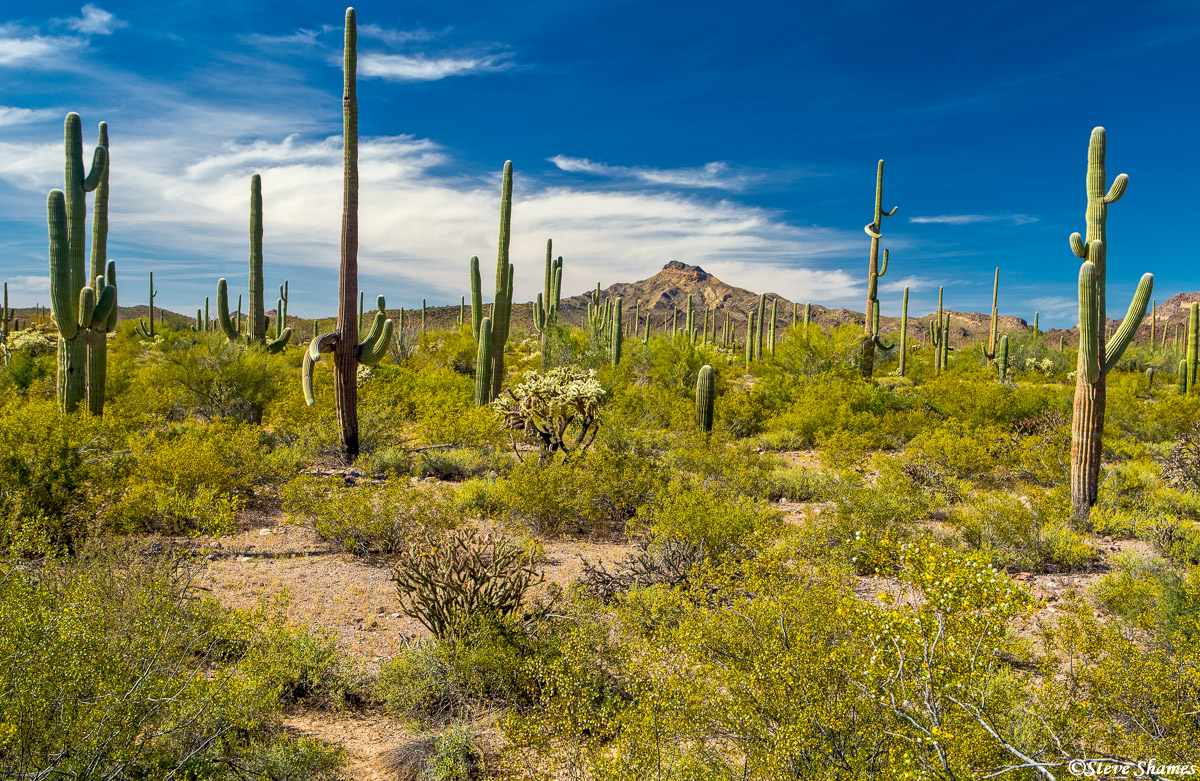 A typical scene in the southern Arizona desert.