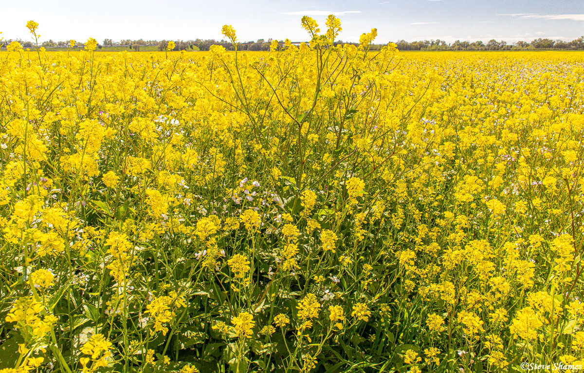 Along a dirt road called "Schoolhouse Road", nothing but thick wild mustard as far as one can see.