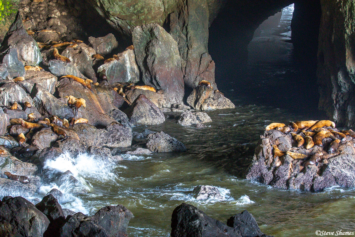 On the Oregon coast close to the town of Florence, is the Sea Lion Cave which is a nice shelter for them from the elements. From...