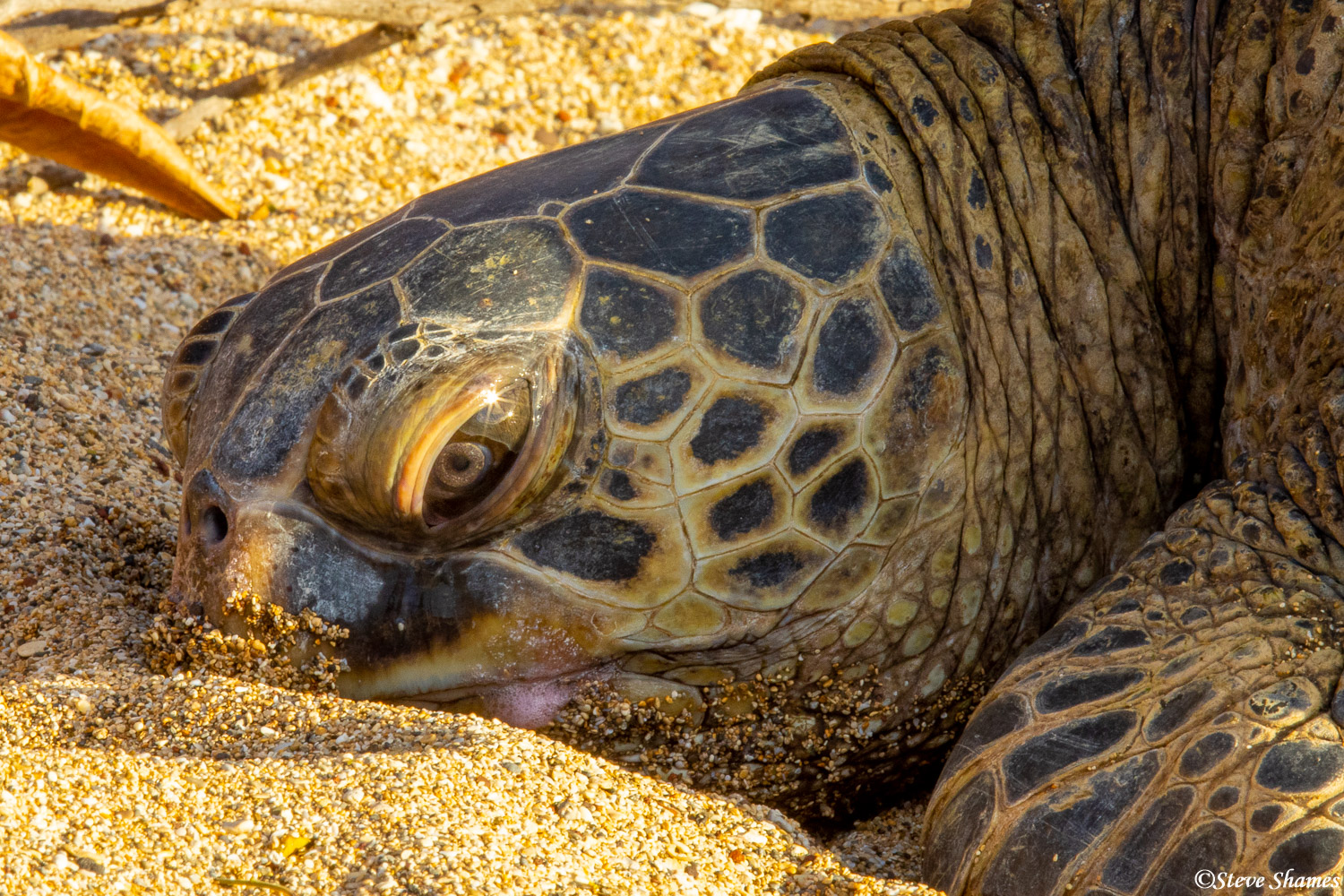 Close up of a sea turtle face.
