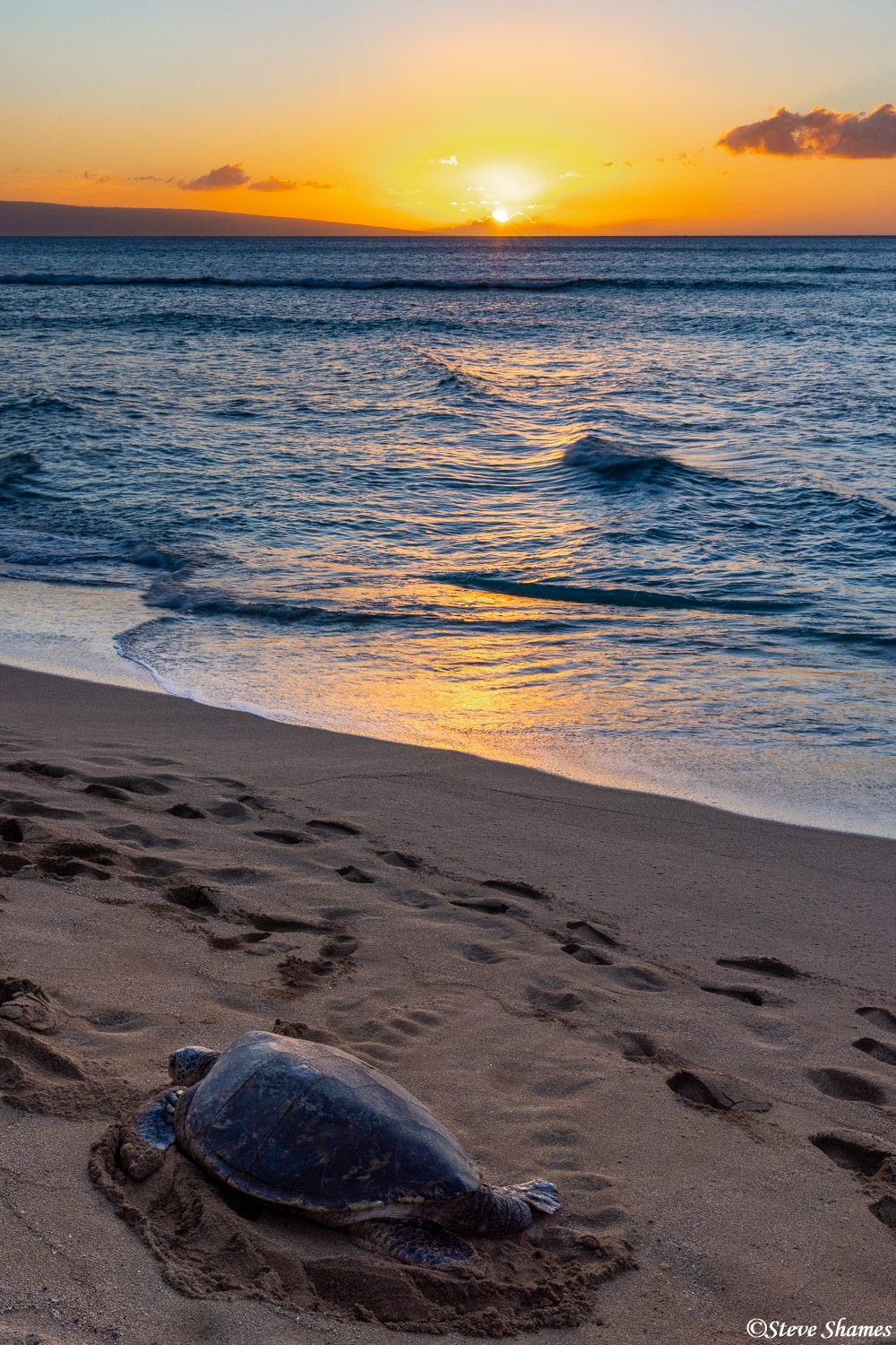 Sunset on a sea turtle.