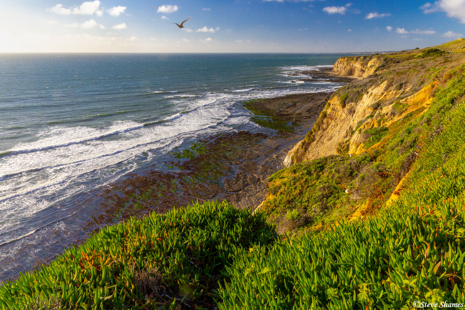 A seagull flying over the Pacific coast bluffs.