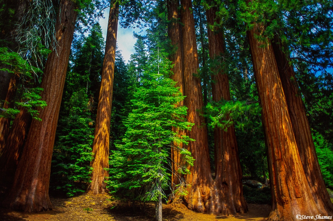 This grove has the older trees sheltering that little tree.