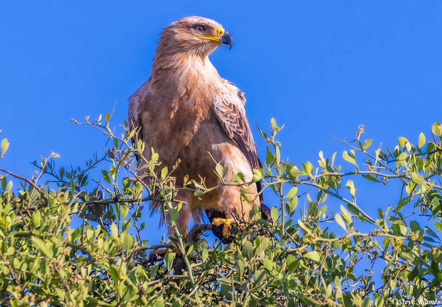 My favorite African eagle, the tawny eagle. Sitting at the top of a tree.