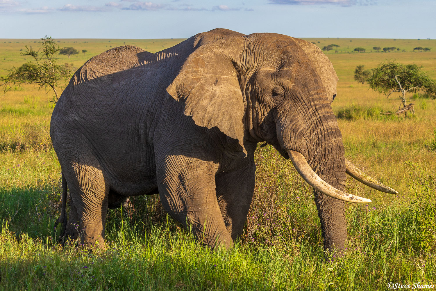 Big bull elephant roaming around the Serengeti Plains.
