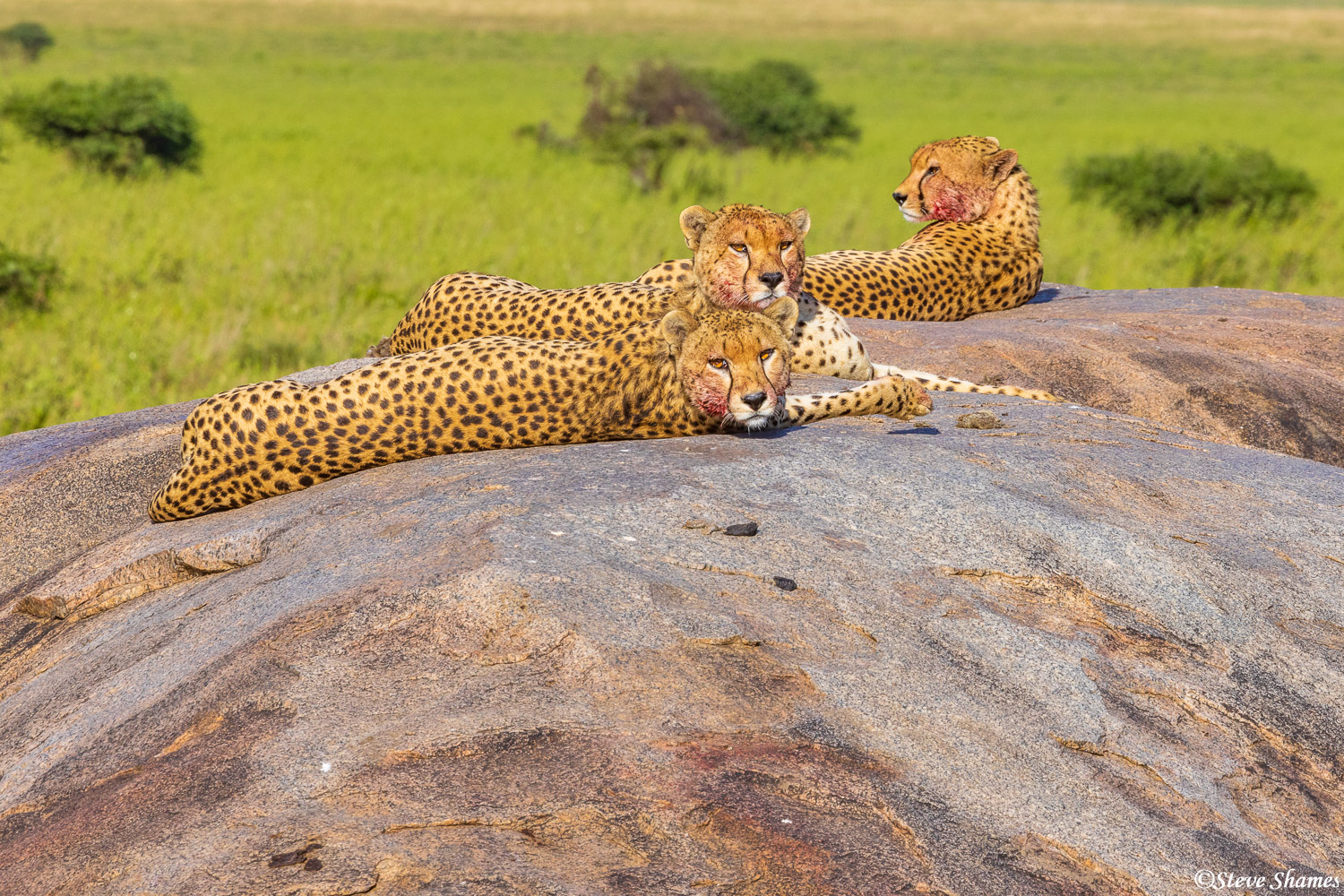 The cheetah brothers retreat to their rock and watch as the hyena eats their stolen meal. The hyena finally moved on, and left...