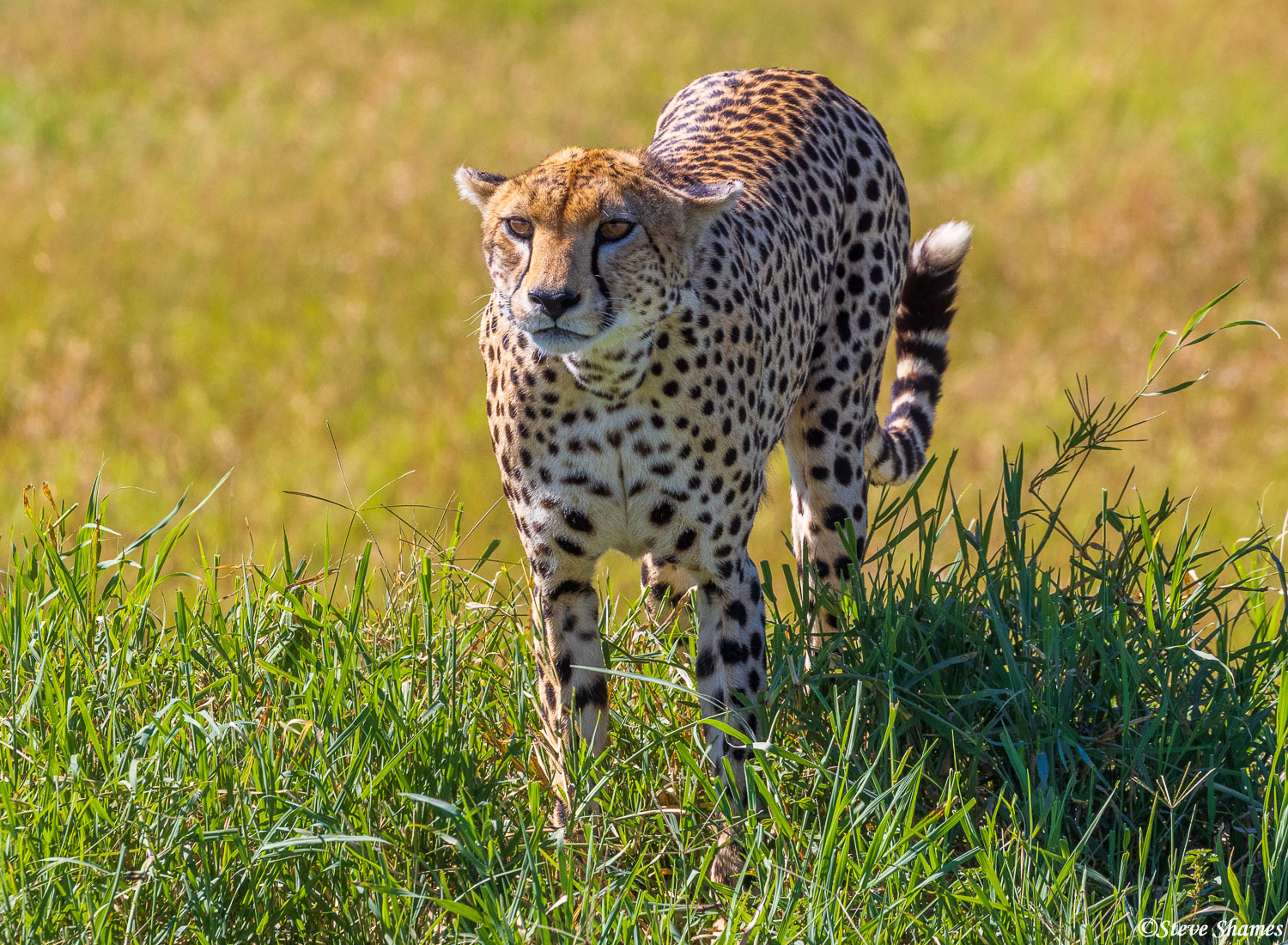 Mother cheetah looking for her cubs. She must have hid them in the grass so she could hunt.