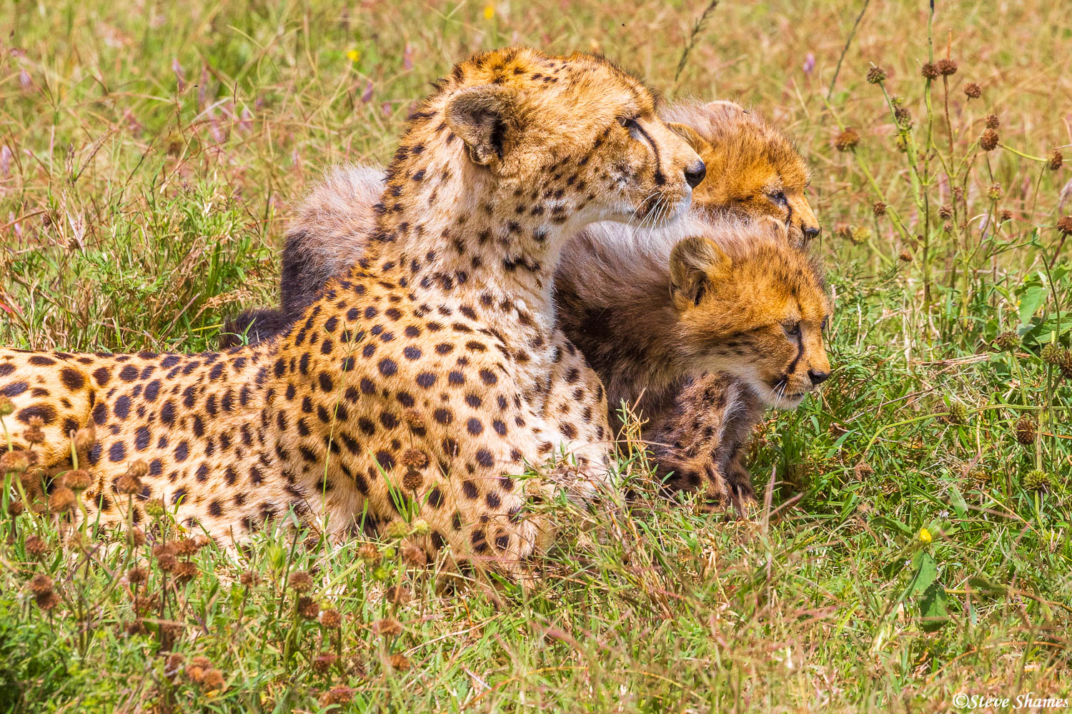 Cheetah mother and her two cubs on the lookout in the Serengeti plains.