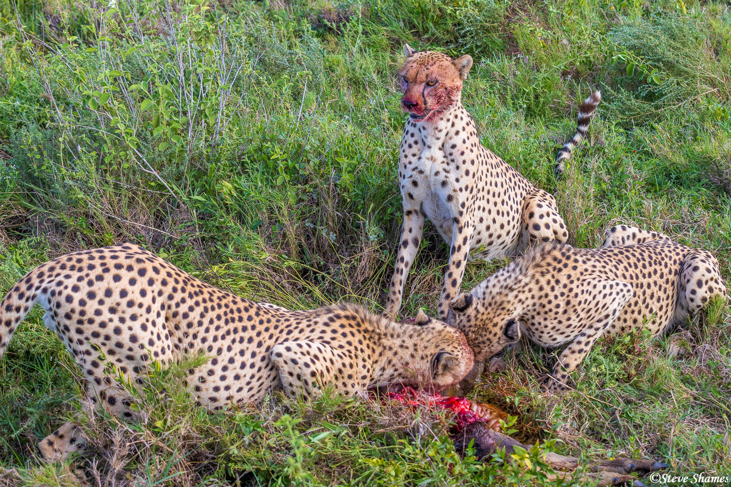 One cheetah brother takes a break from eating the wildebeest to catch his breath and look around for danger.
