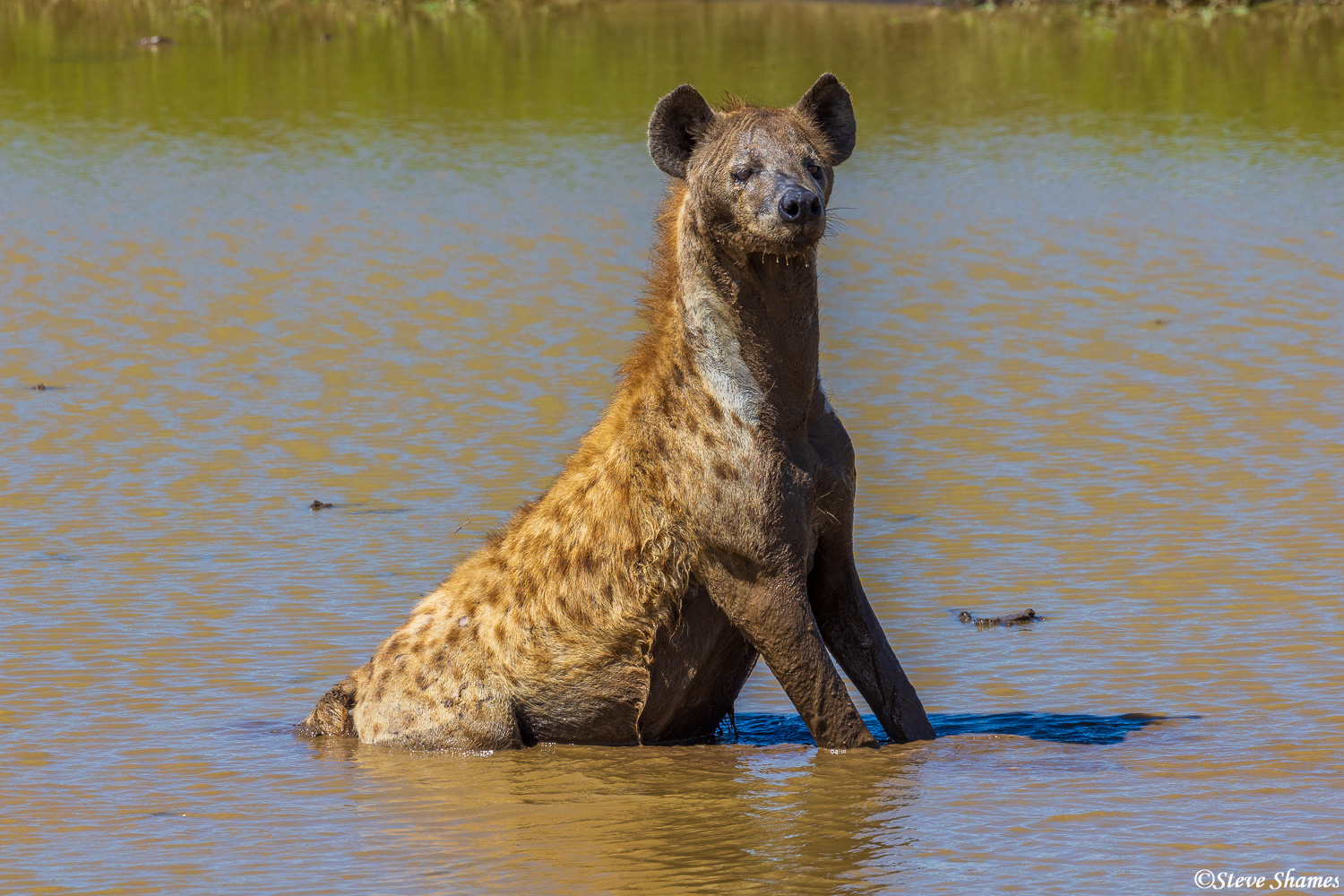 Hyena cooling off in the water, always on the lookout.