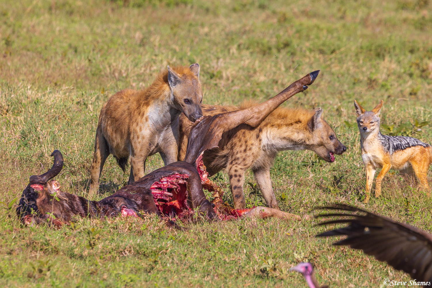 While the hyenas eat the wildebeest, several jackals wait their turn. The vultures are also starting to gather in large numbers...