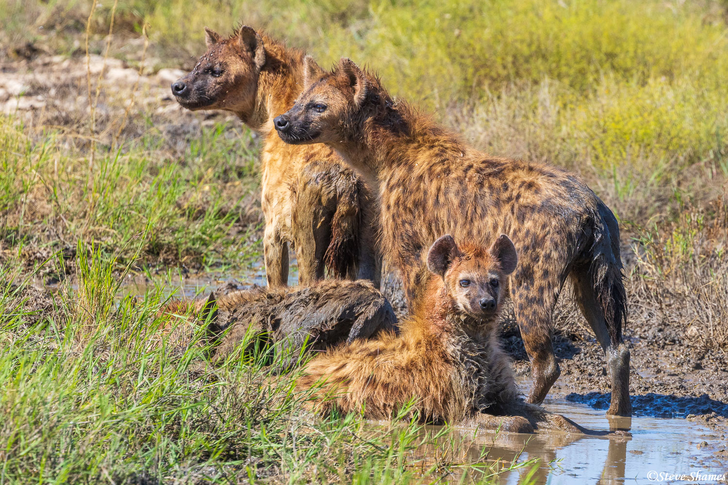 Hyenas hanging out in a muddy spot. Like a lot of animals, they like to cool off in the mud.