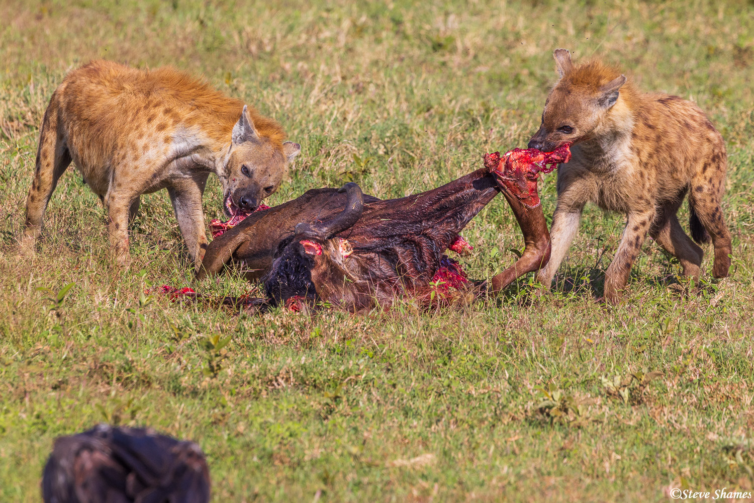 After the last lion leaves, hyenas rush in! They quickly go to work on this wildebeest carcass.