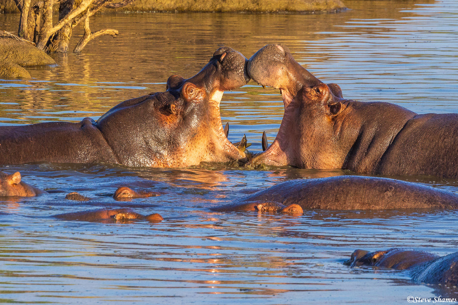 Jawing hippos. Bull hippos do this a lot.