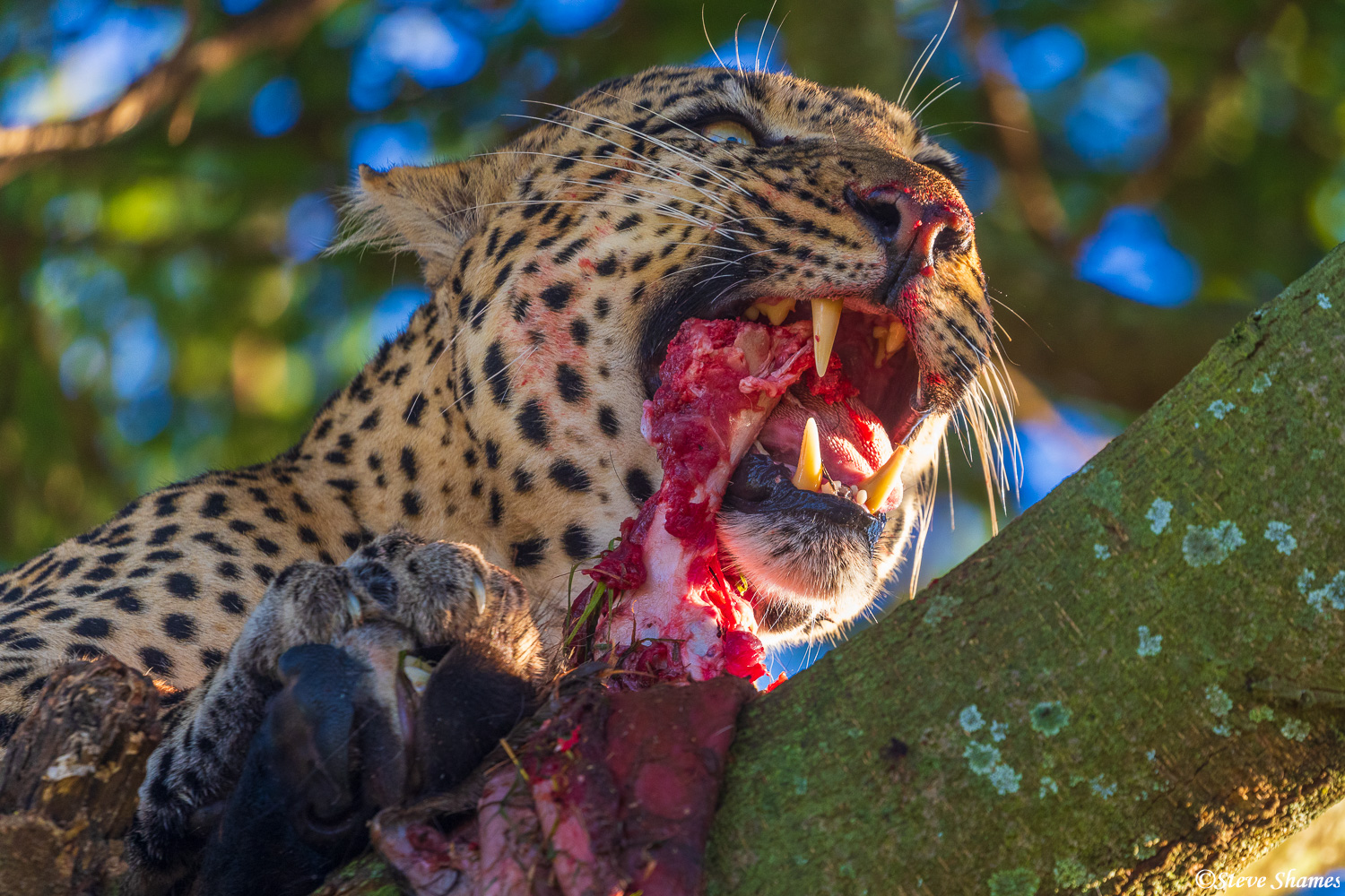 Here is a close up of the leopard eating. They have some pretty impressive teeth.