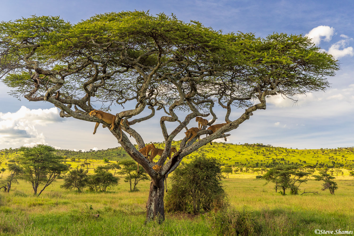 This is the most lions I have ever seen in a tree. Eight of them. The whole pride other than the males. Usually you see a lioness...