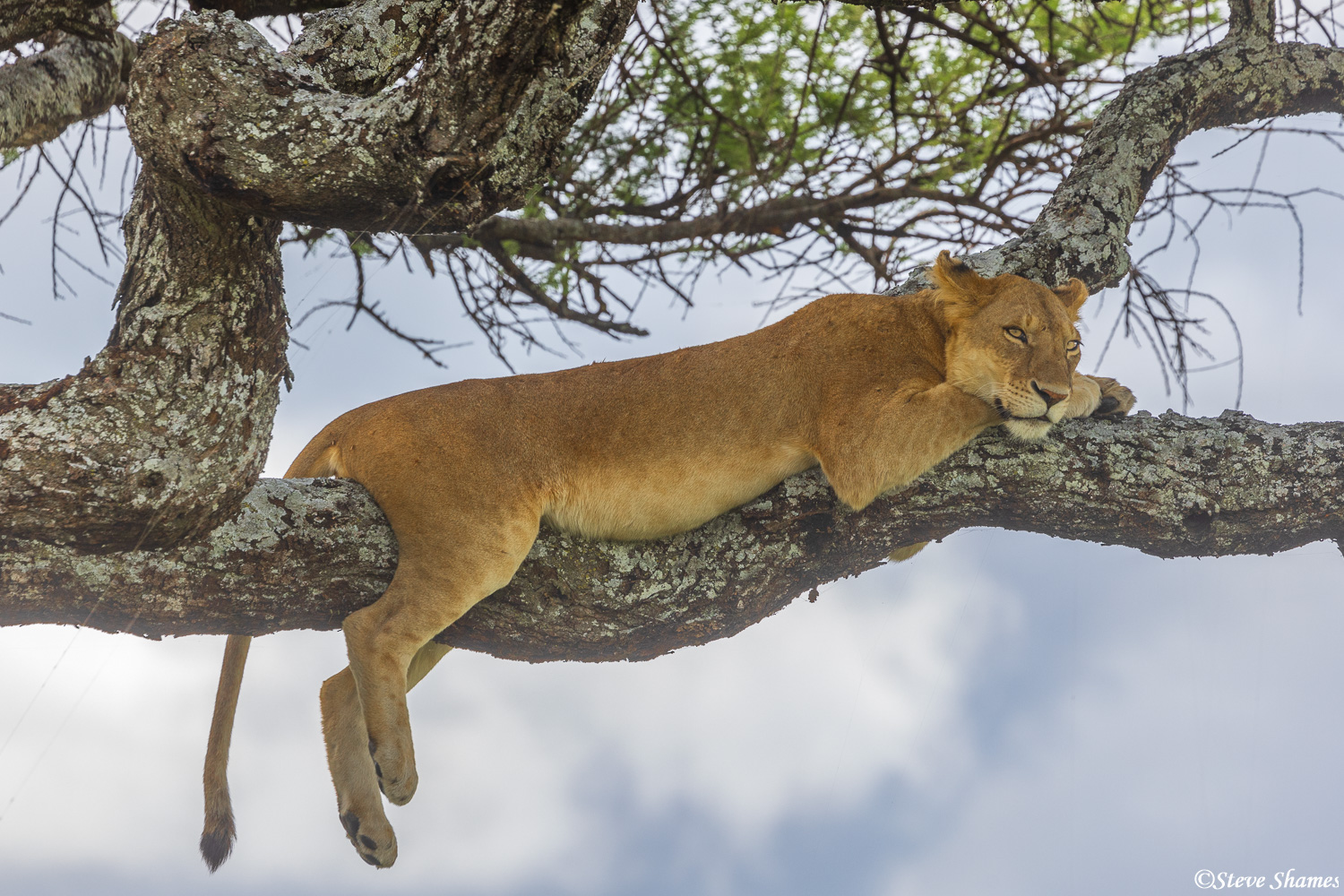 Lioness in a tree, taking it easy.