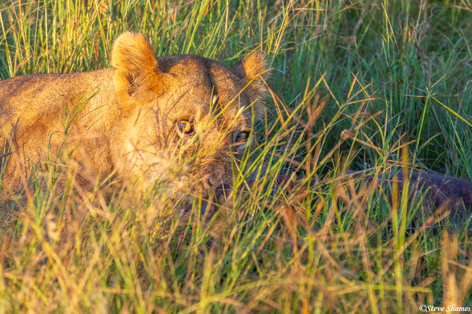 Lioness gives us a stare as she kills the wildebeest.