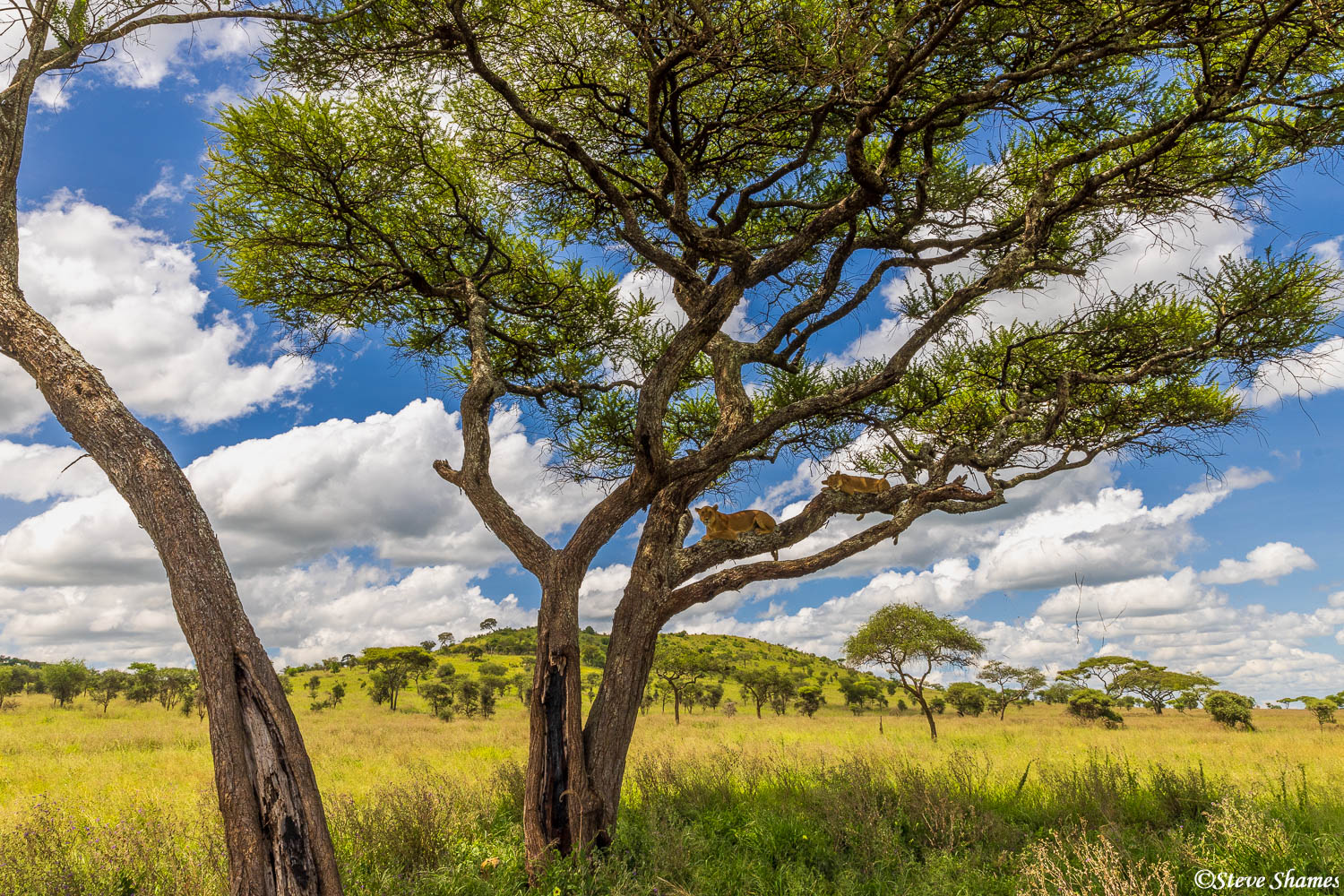 A Serengeti scene, with a couple of lions in a tree.