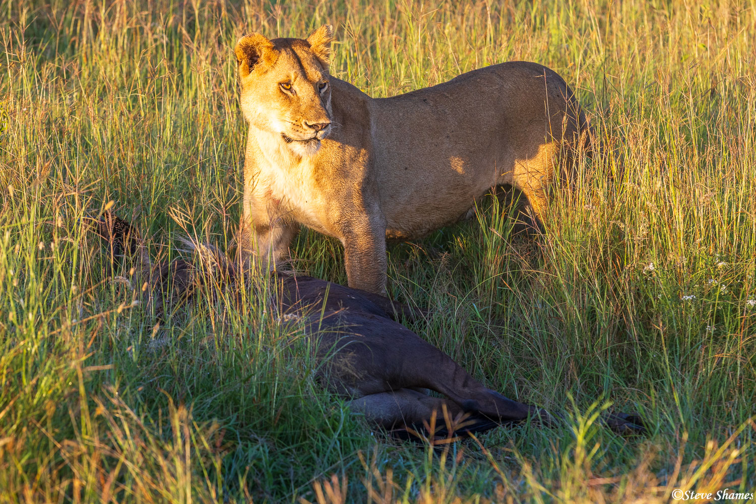 The queen of beasts, standing over her kill.
