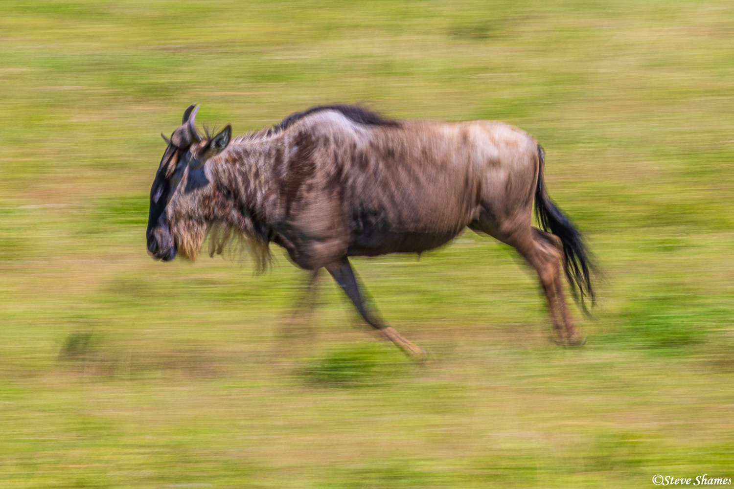 Wildebeest running here. I like getting these action shots of them.