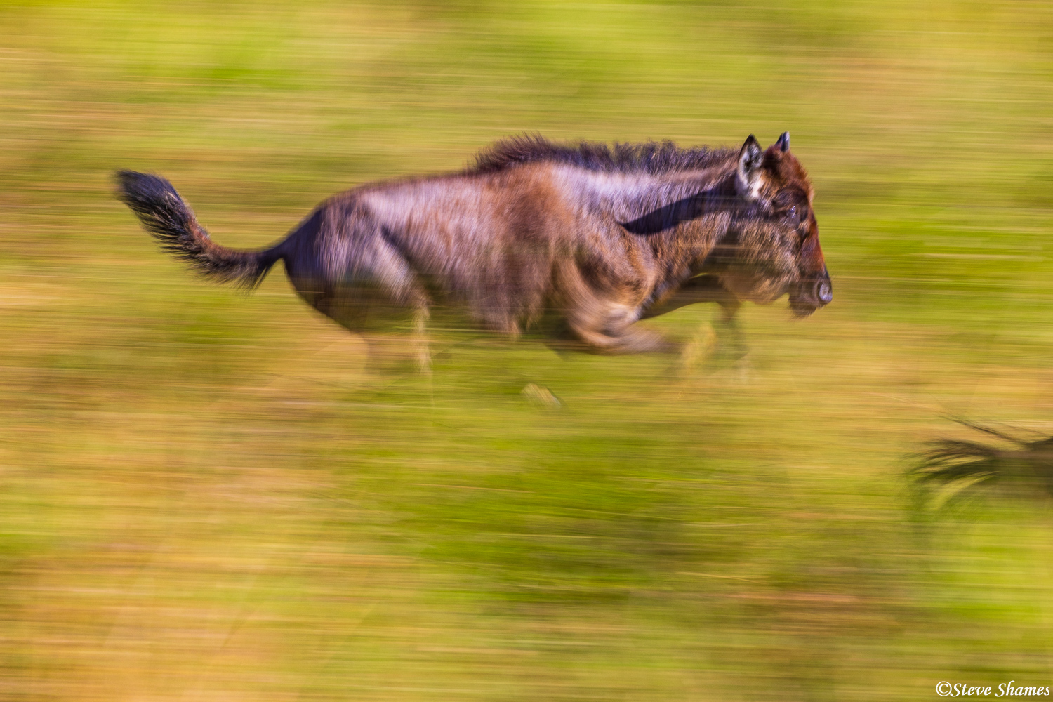 Action shot of a running wildebeest calf.