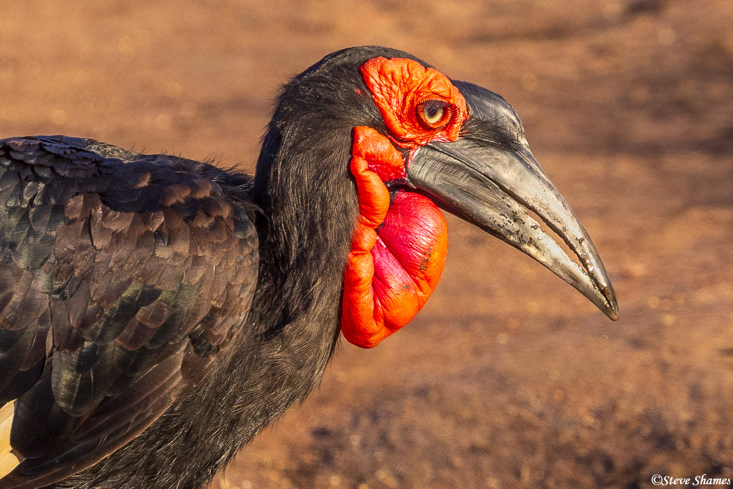 Close up of the southern ground hornbill. I like their bright red faces, and delicate eyelashes.