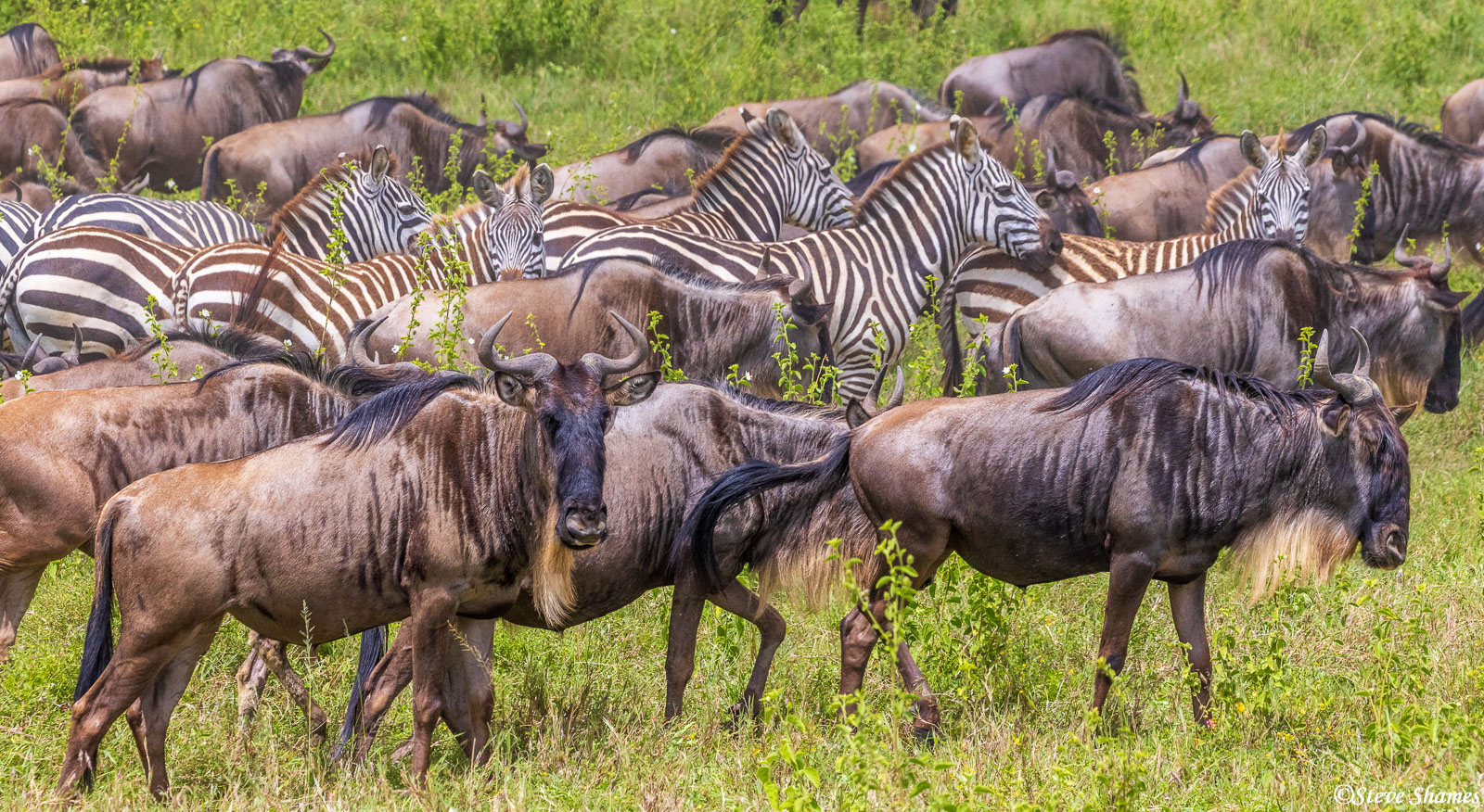 A mixed herd of wildebeests and zebras in the eastern Serengeti. These are the most common large animals here.
