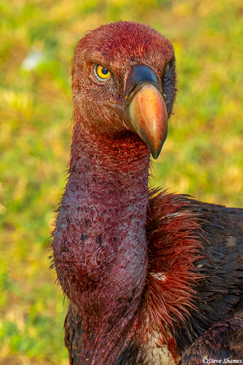 The bloody head and neck of an African vulture.