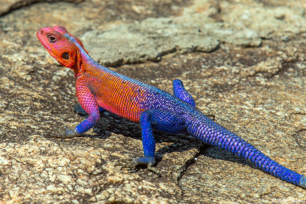 This colorful lizard is an Agama lizard. This is easily the most vividly colored lizard I have ever seen.