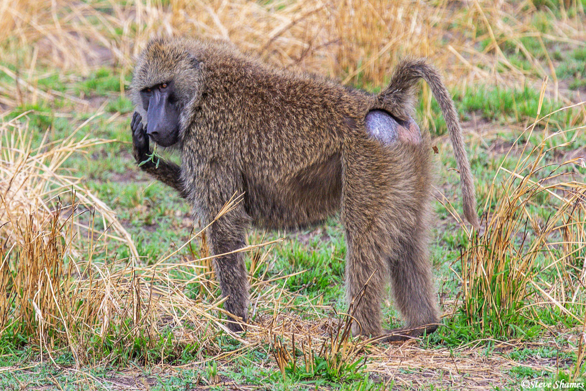 Baboon browsing around, like baboons like to do.