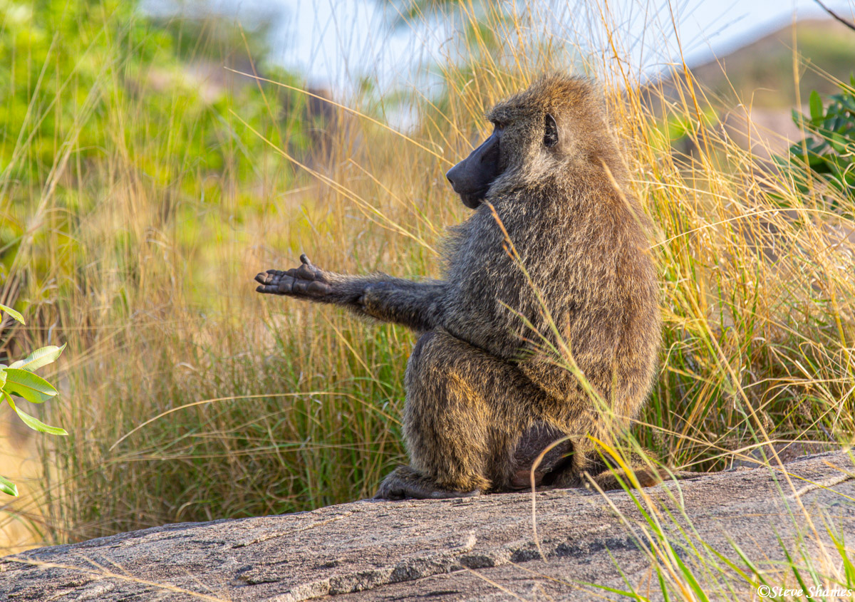 This baboon is holding his hand out like its begging -- "brother can you spare a dime?"