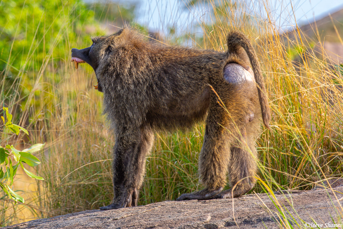 Baboons have some serious canine teeth. They show them off when they are yawning.