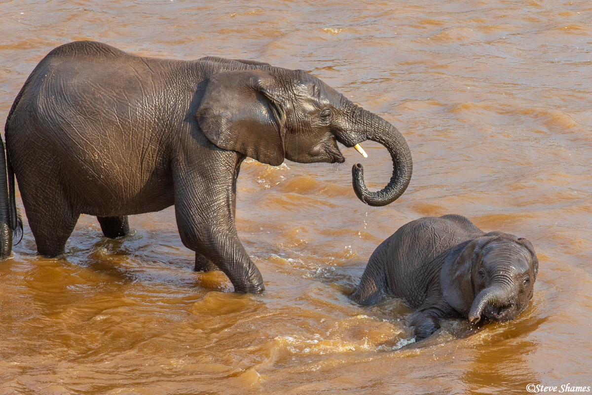This elephant calf kept falling down in the river, but the adults kept helping it up.