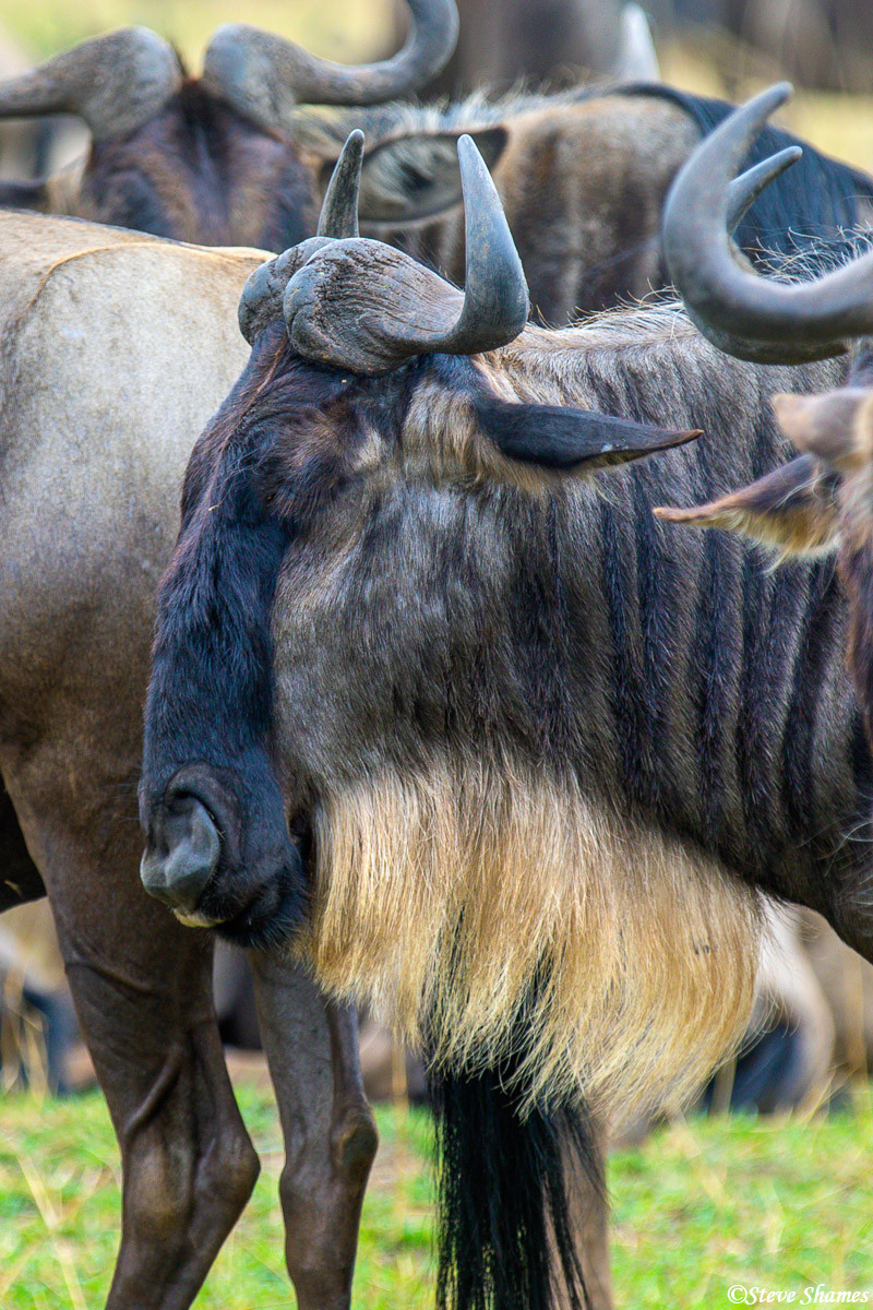 This picture really shows why the other name for wildebeest is "Bearded Gnu"