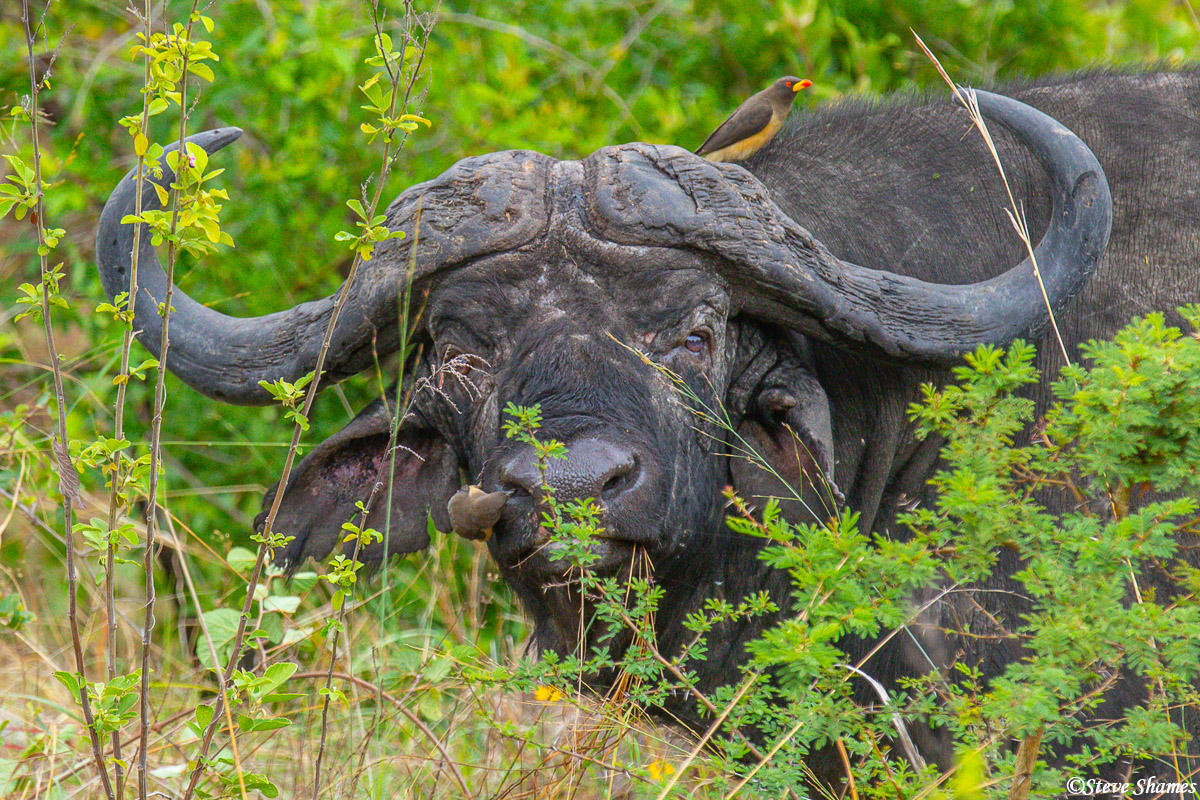 This crusty old cape buffalo sporting a couple of oxpeckers, was right outside our camp balcony staring at us.