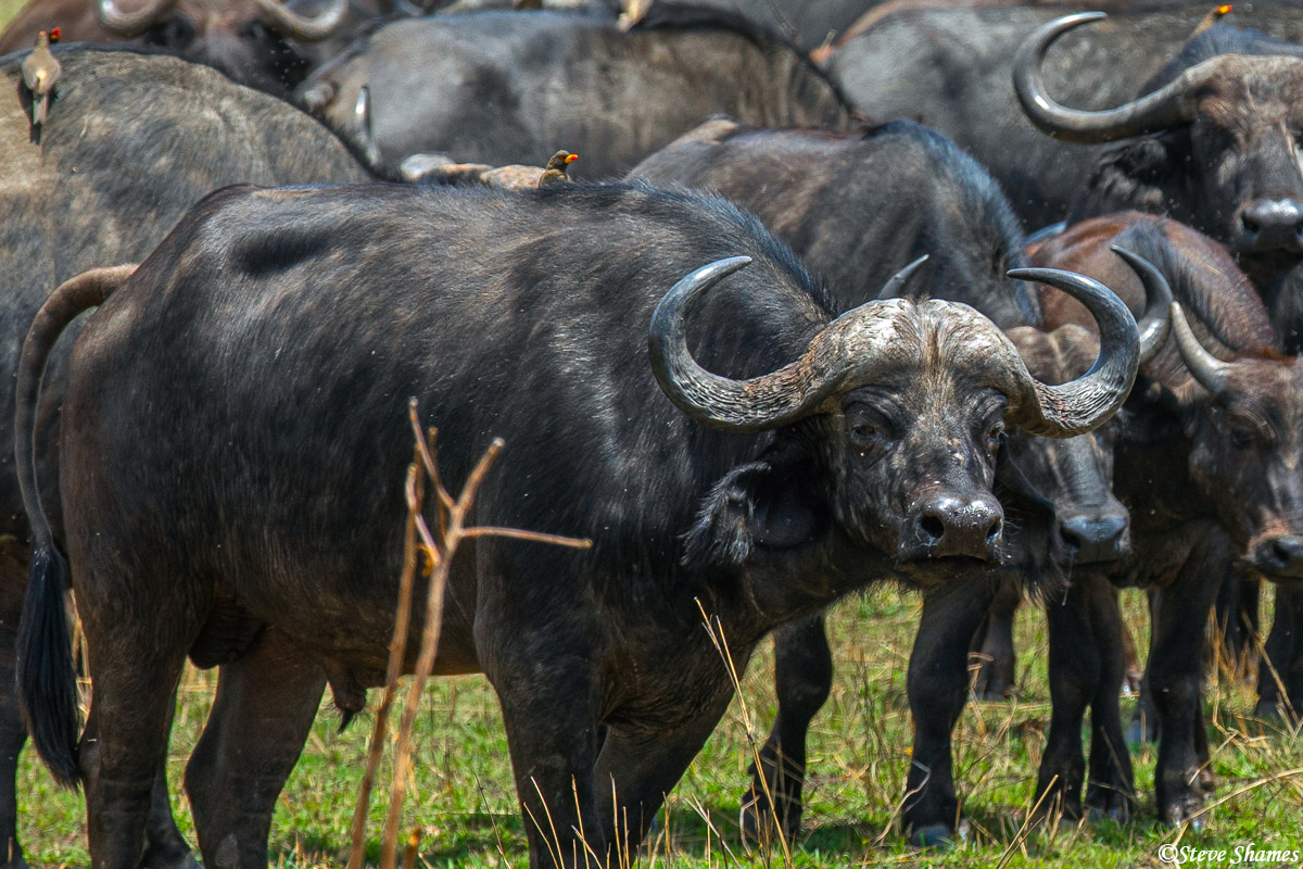 And here is a cape buffalo bull, among a small herd. Note the little ox pecker on his back. They are hardly ever seen without...