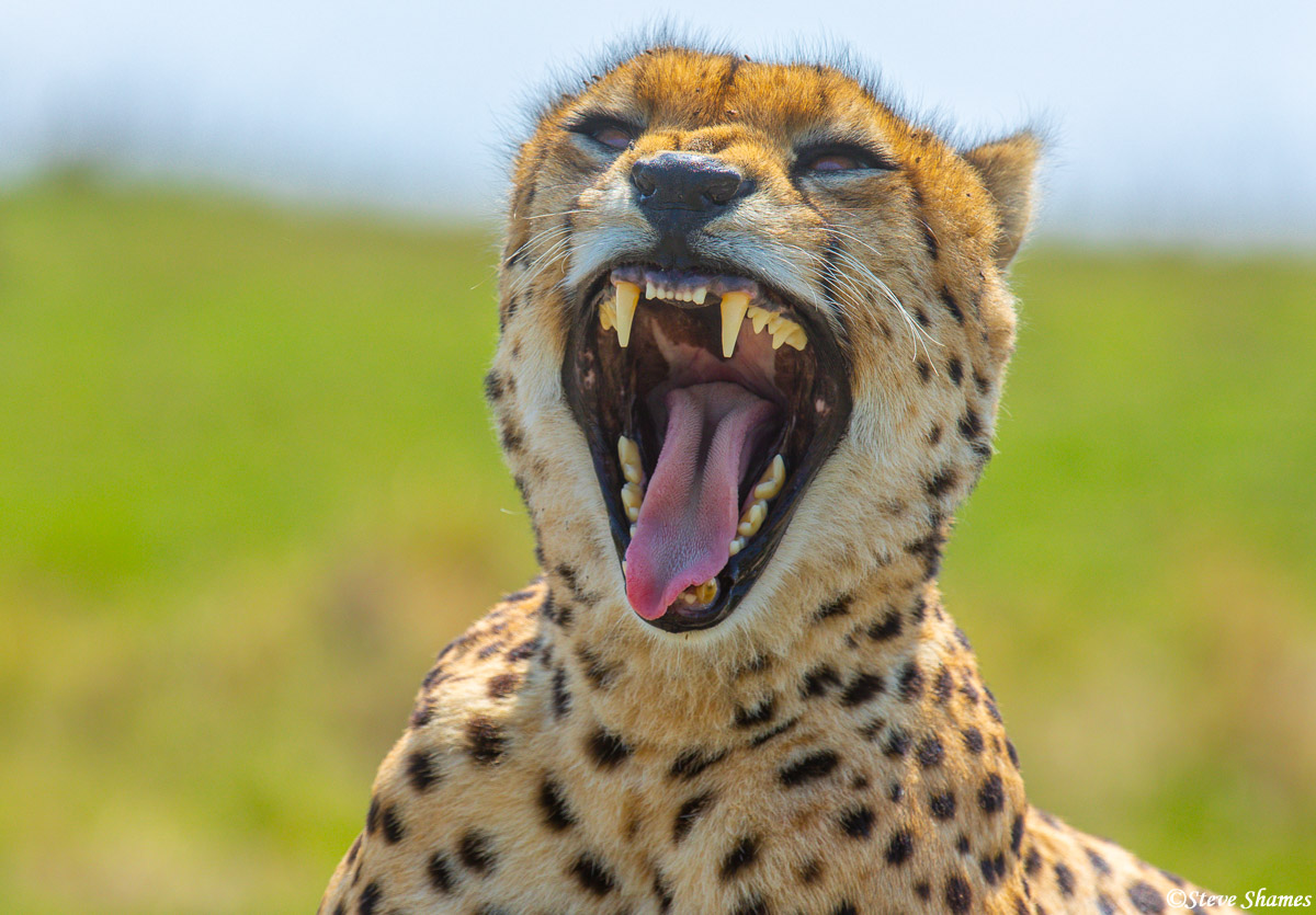 Cheetahs have a funny look about them while they are yawning.