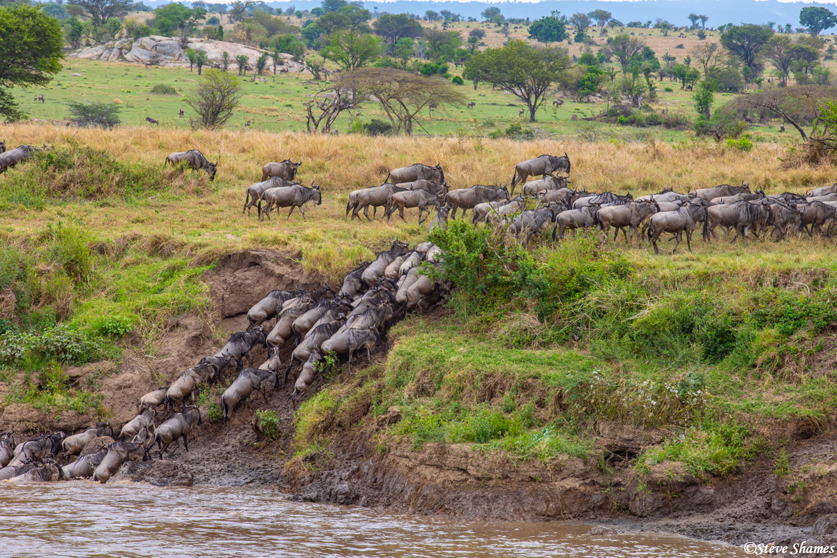 Wildebeest climbing out of the Mara River. They calm down quite a bit once they are out of the river.