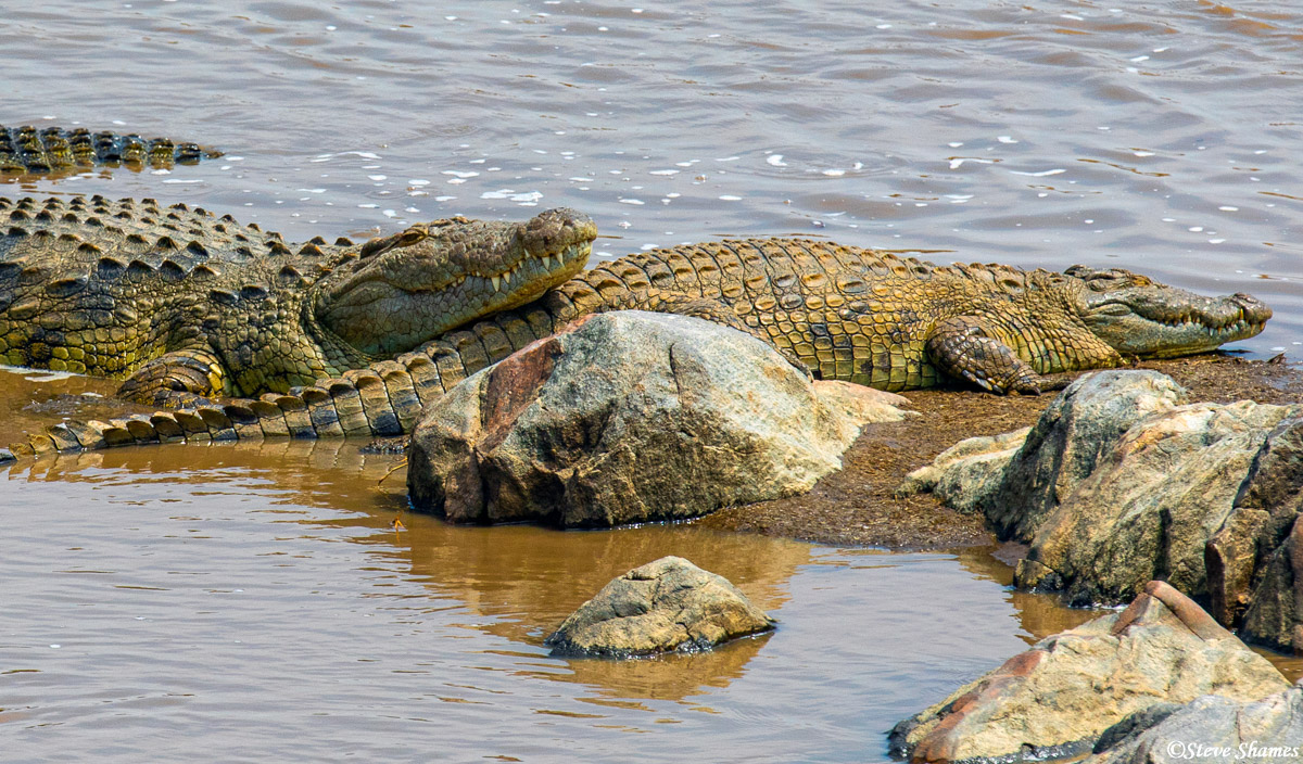 Crocodiles basking in the sun. They are very well fed during the period the wildebeest are crossing the river.
