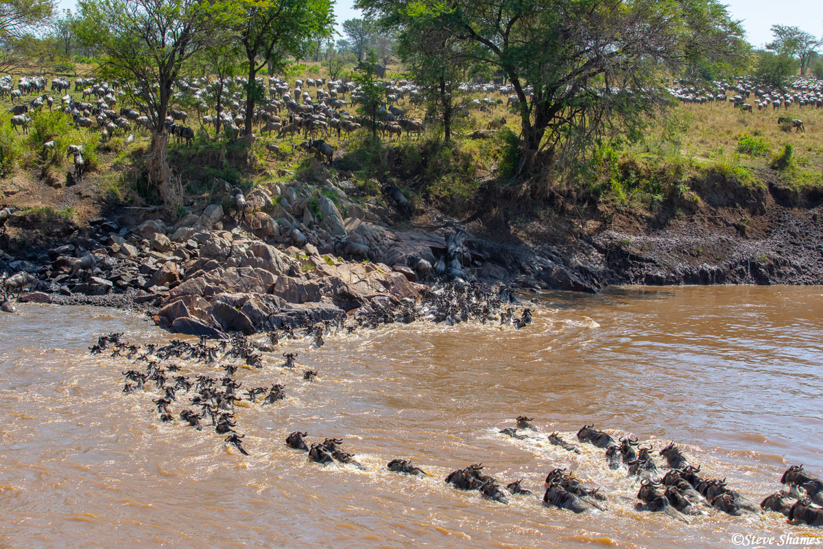 Crossing the Mara River to get to the better grass on the other side. Its all about the grass -- for the wildebeests.