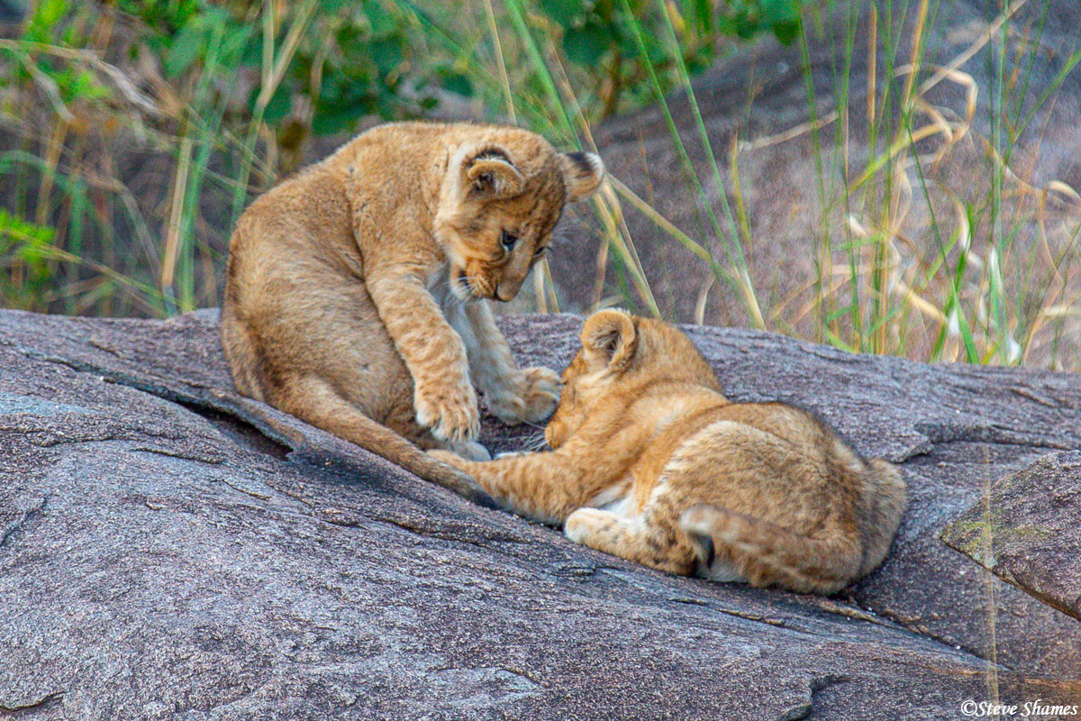 Lion cubs doing what they do most of their waking hours -- play fighting.