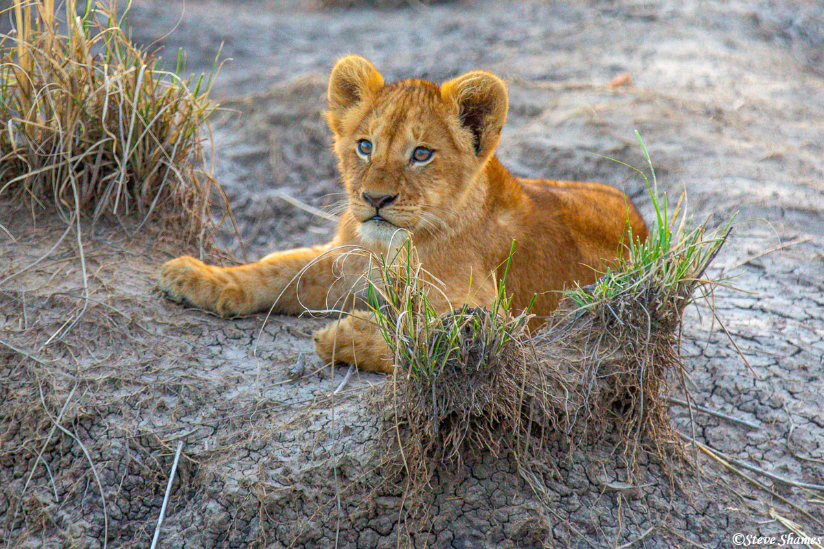 Here is a lion cub with a curious look about him.