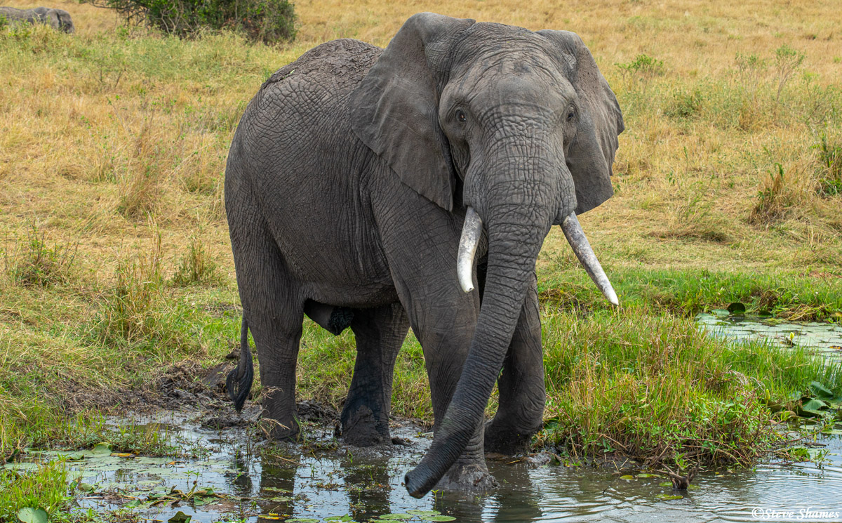 Elephant in the marsh.