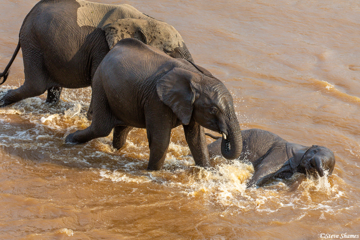 This calf kept falling down. It was in danger since the current is strong in the Mara River.