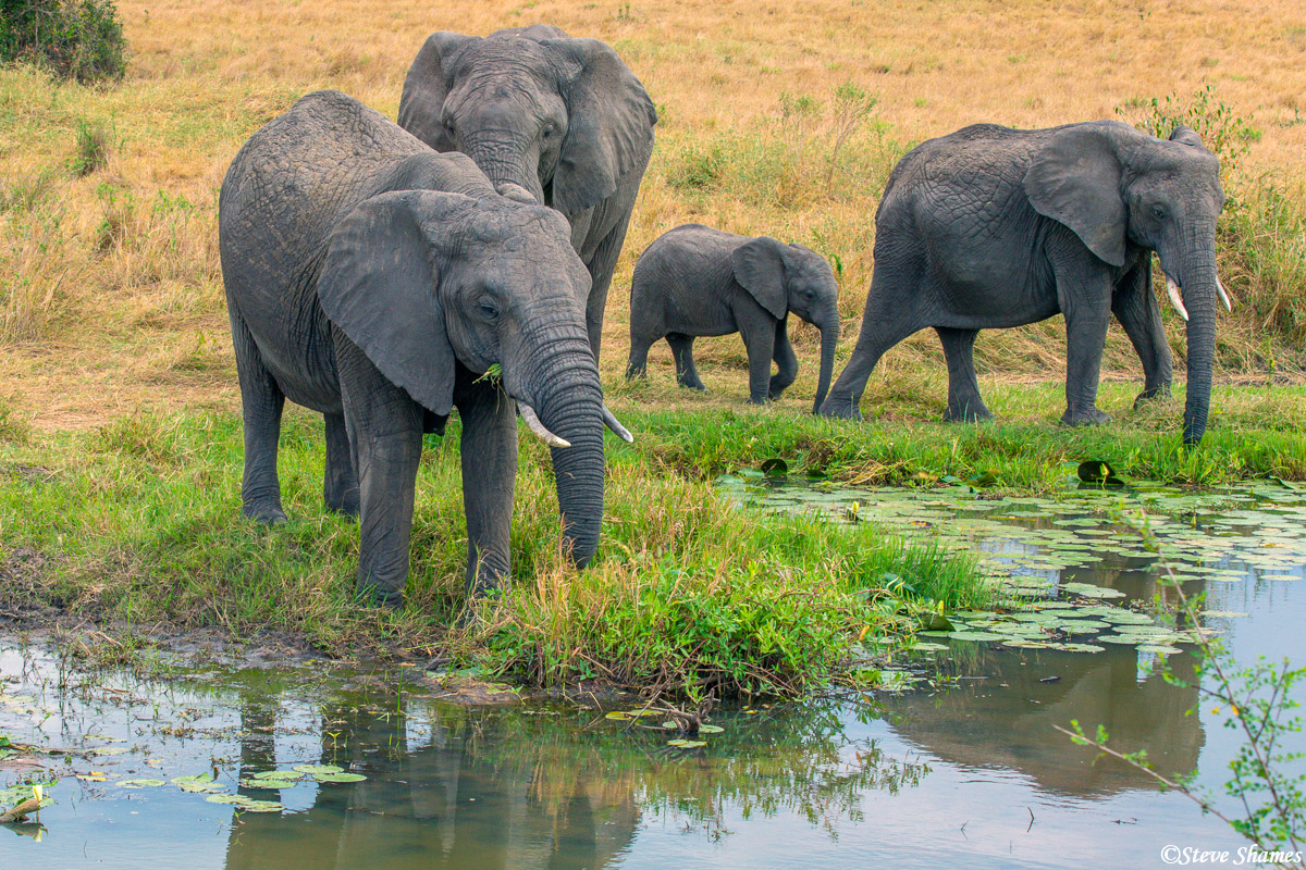 Elephant family at a marsh. Looks like cows and calves.