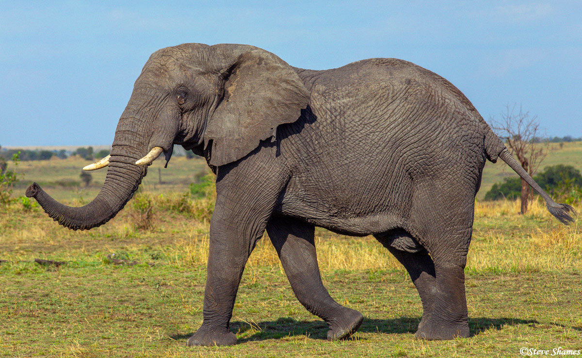 A Serengeti elephant strolling around.