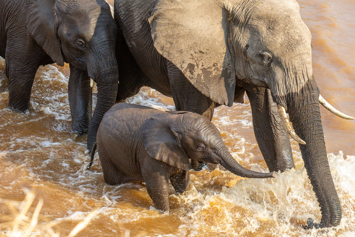 Adult elephants escorting the small calf across the river.