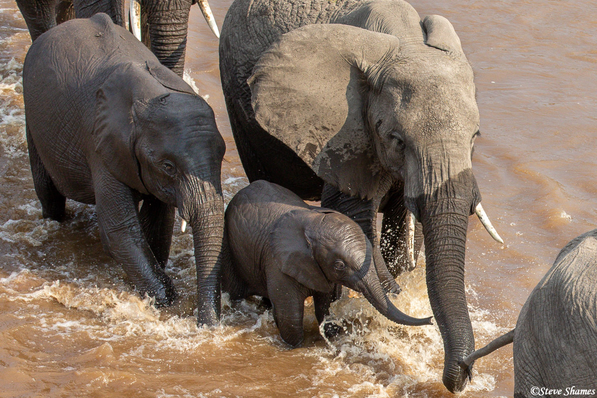 The older elephants crowd around the youngster and help it stay on its feet.
