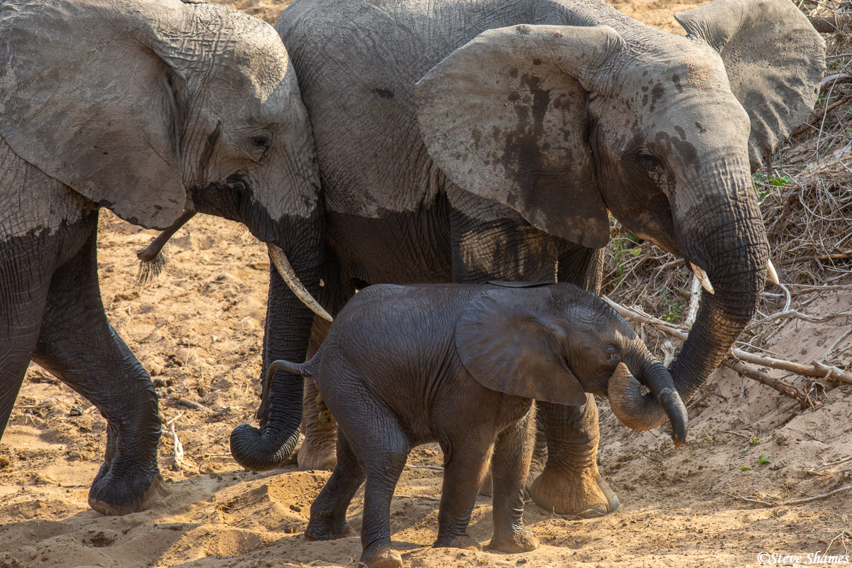 Protecting the little calf.